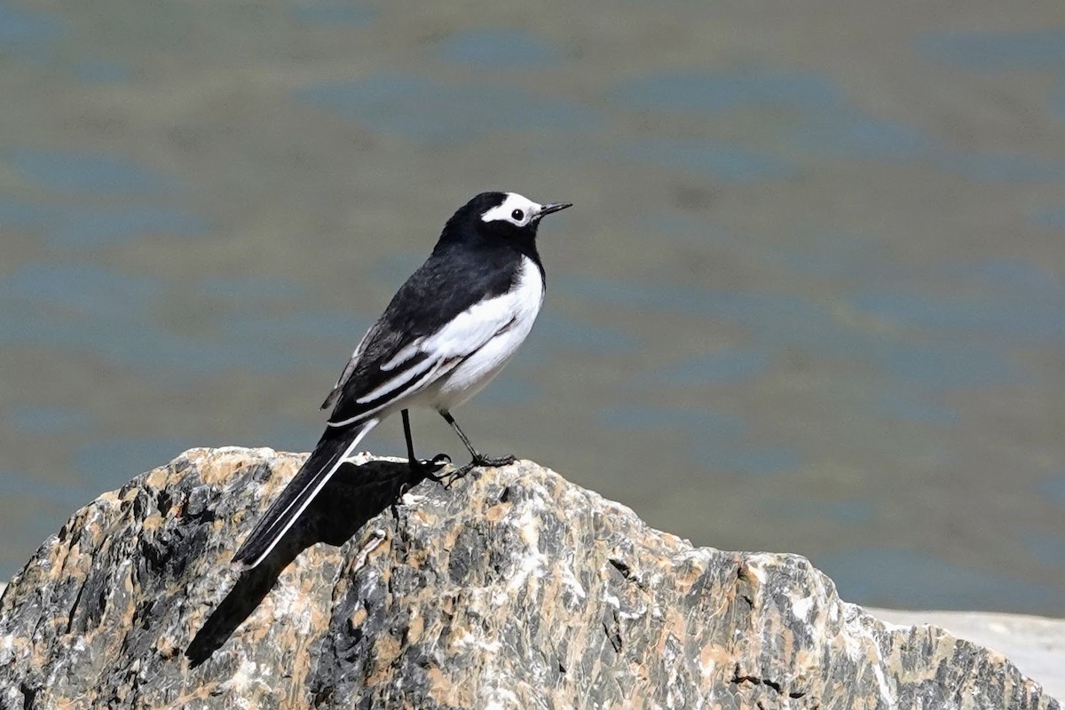 White-browed Wagtail - ML618360490
