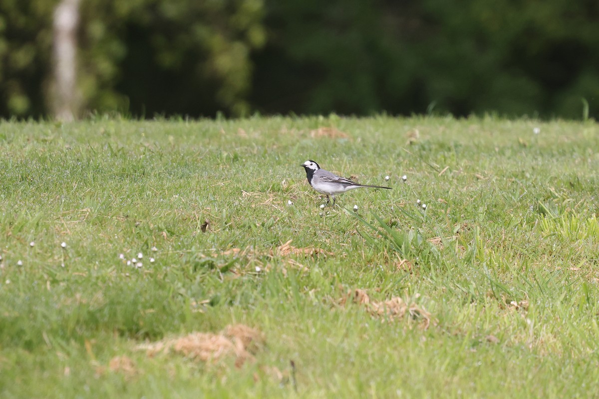White Wagtail (White-faced) - ML618360503