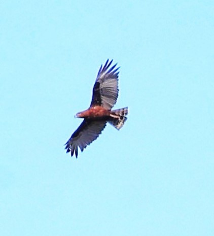 Brown Snake-Eagle - Sita Susarla