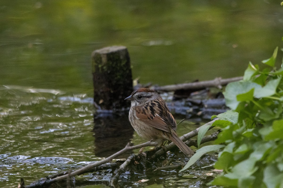 Swamp Sparrow - ML618360567