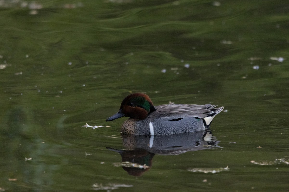 Green-winged Teal - ML618360607