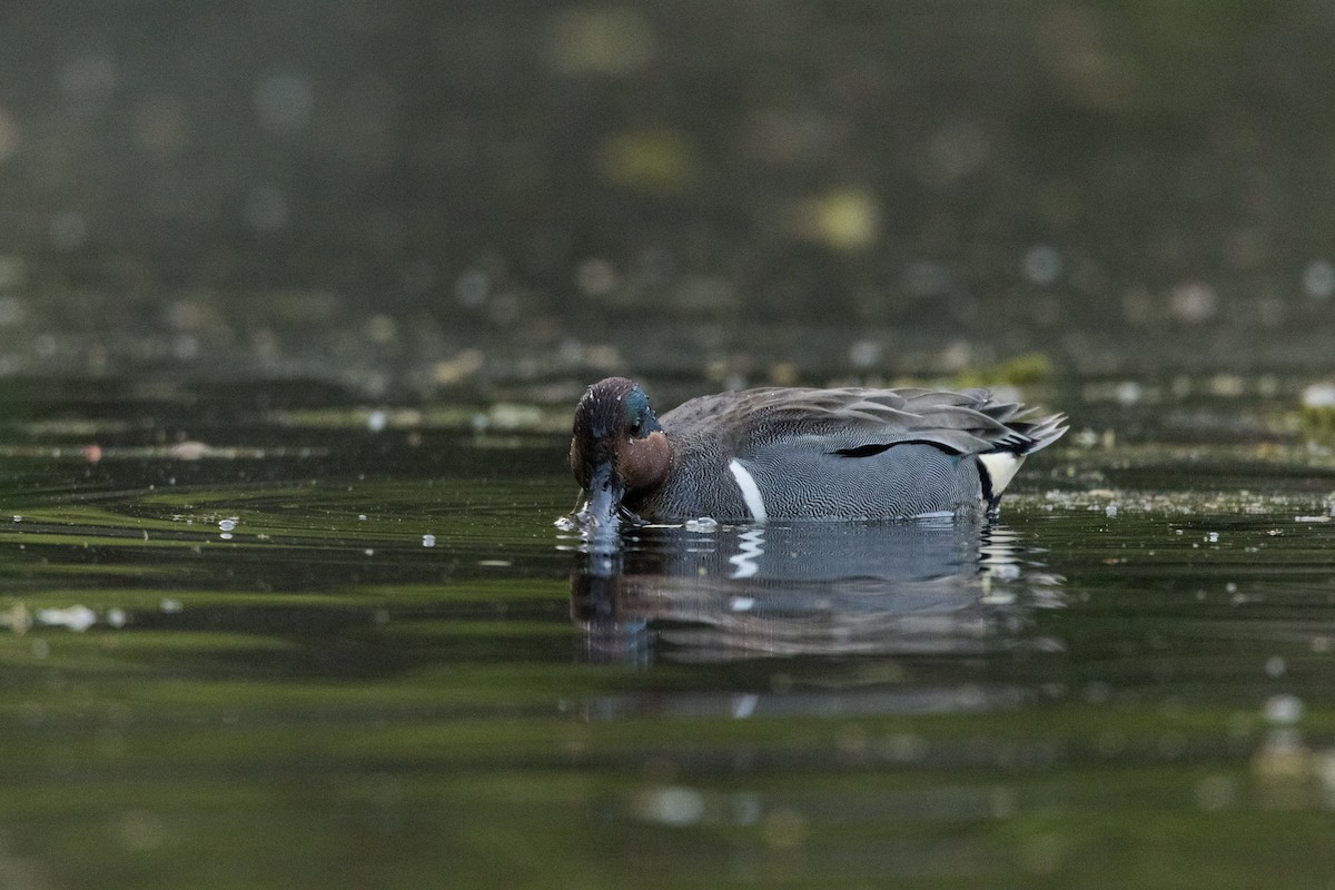Green-winged Teal - ML618360609