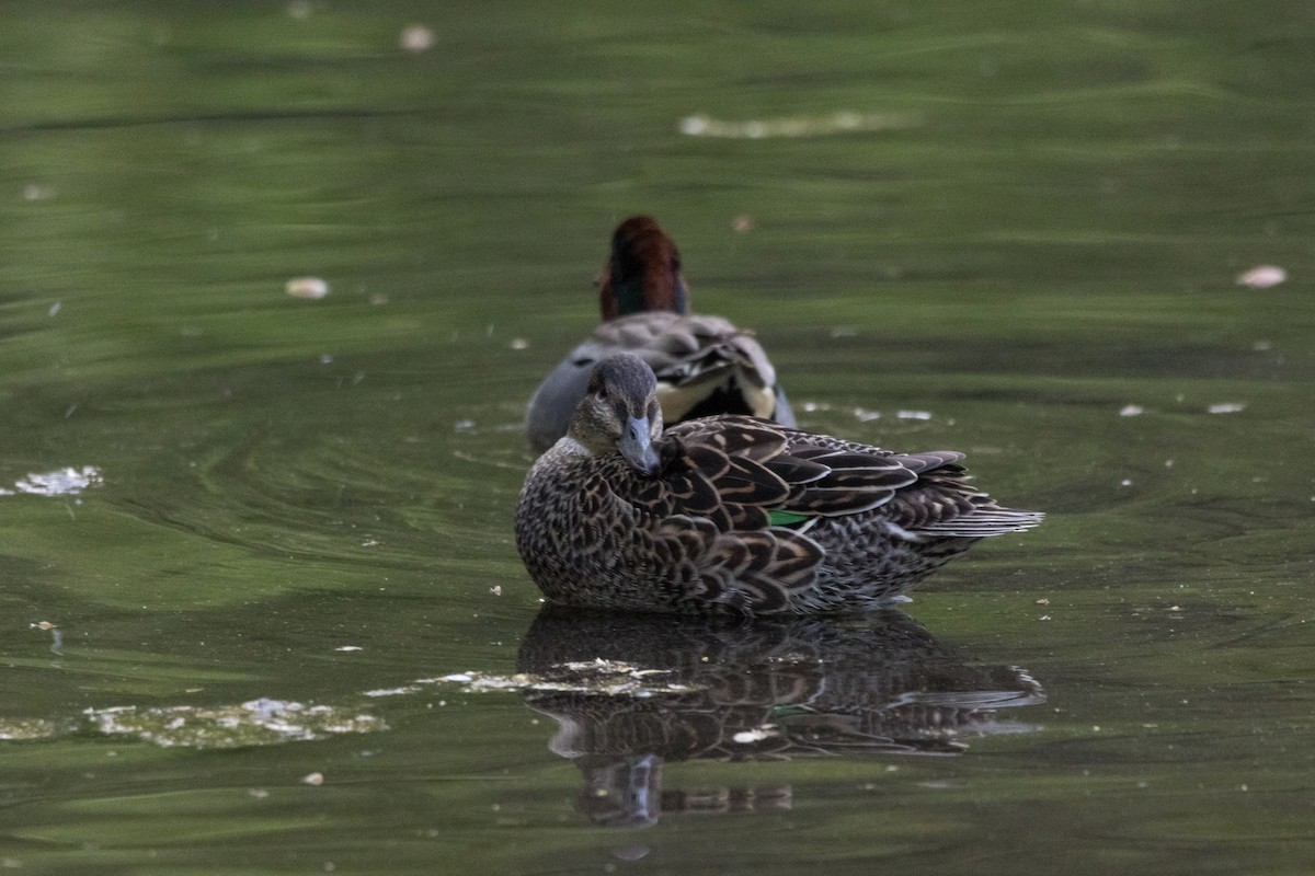 Green-winged Teal - ML618360610