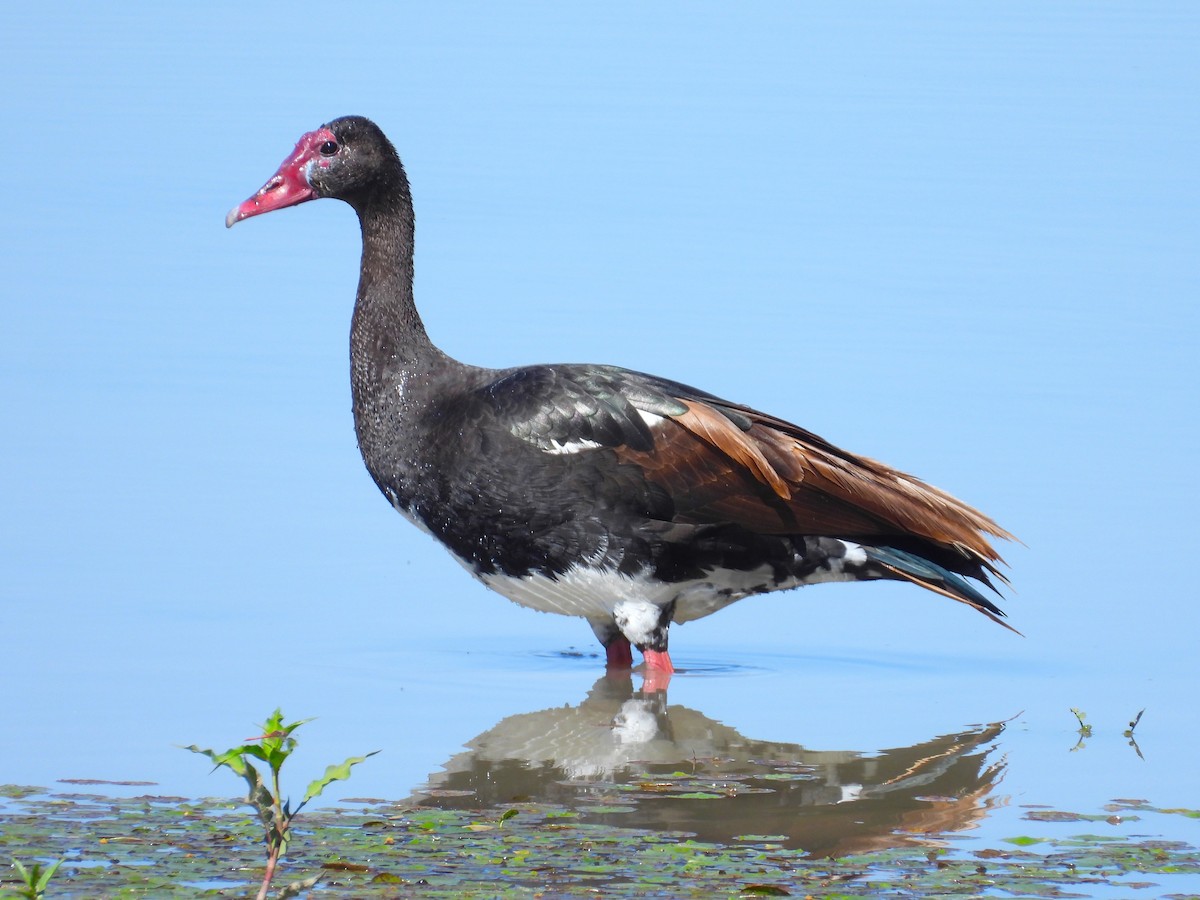 Spur-winged Goose - ML618360629