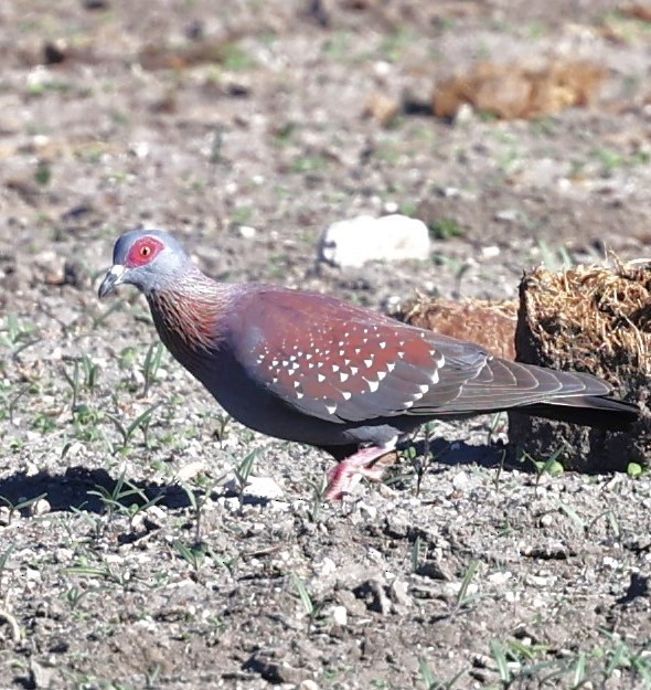 Speckled Pigeon - ML618360646