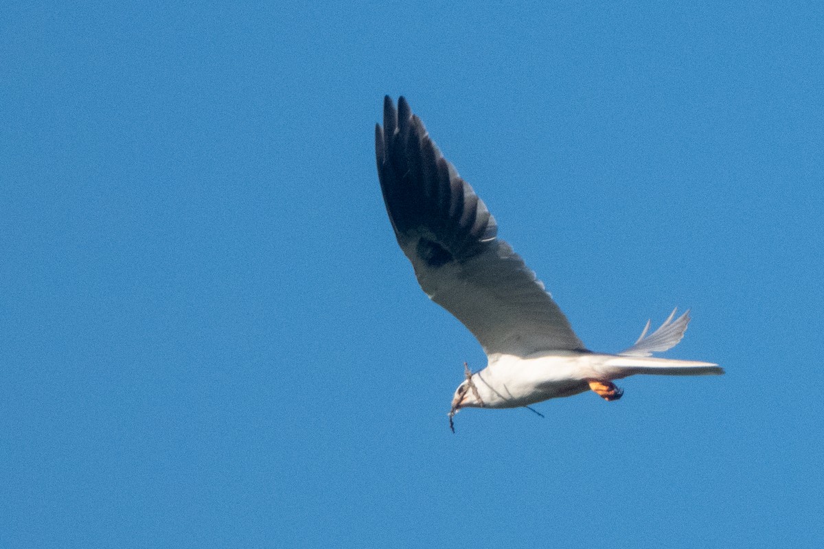 White-tailed Kite - ML618360663