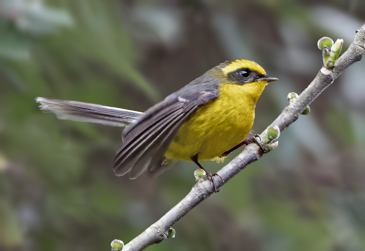 Yellow-bellied Fairy-Fantail - ML618360673