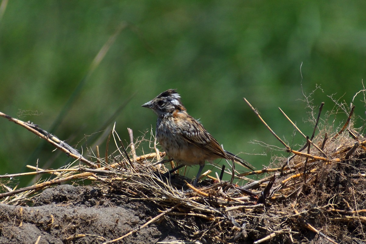Rufous-collared Sparrow - ML618360718