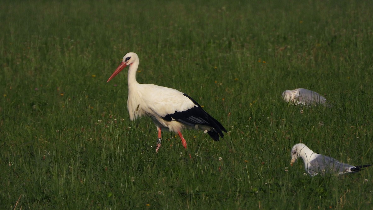 White Stork - ML618360722