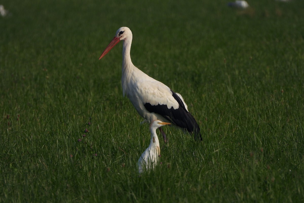 Египетская цапля (ibis) - ML618360725