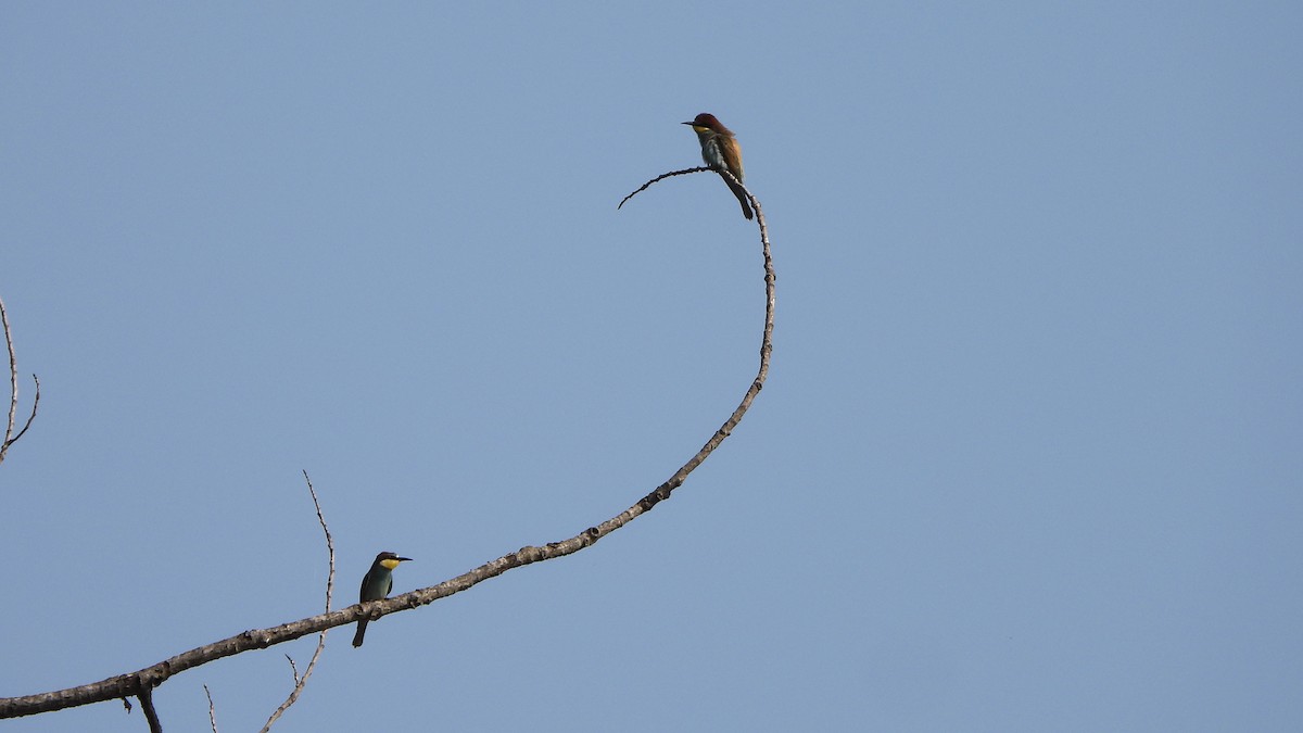 European Bee-eater - ML618360735