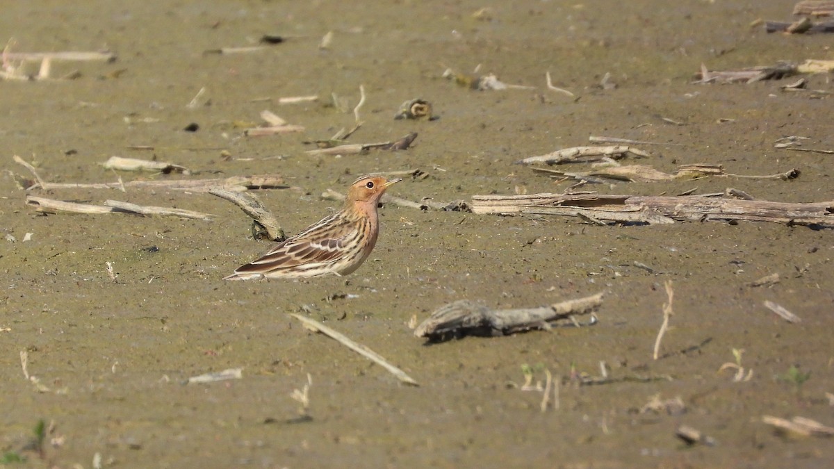 Red-throated Pipit - ML618360737