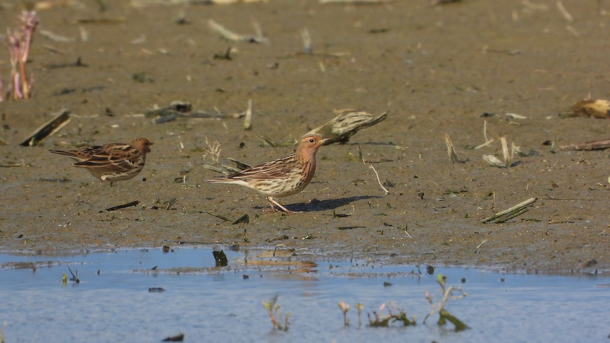 Red-throated Pipit - ML618360739