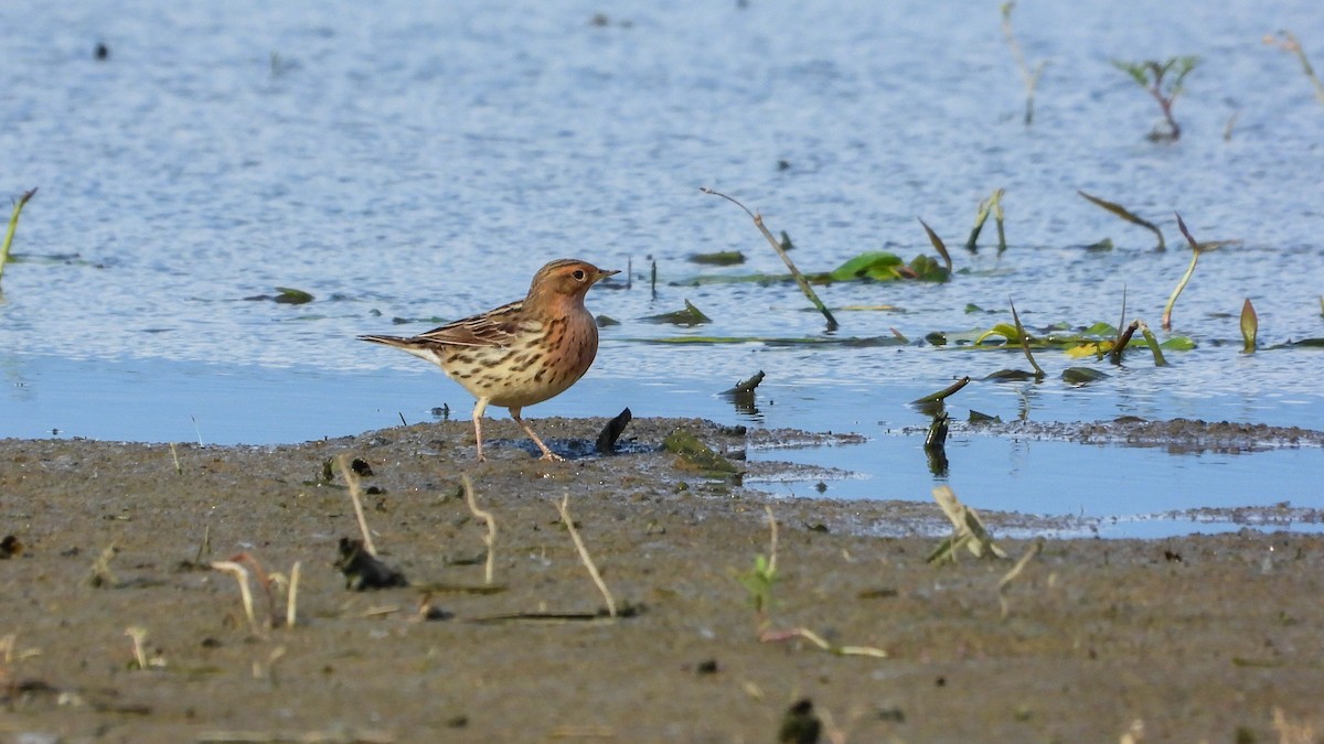 Red-throated Pipit - ML618360740