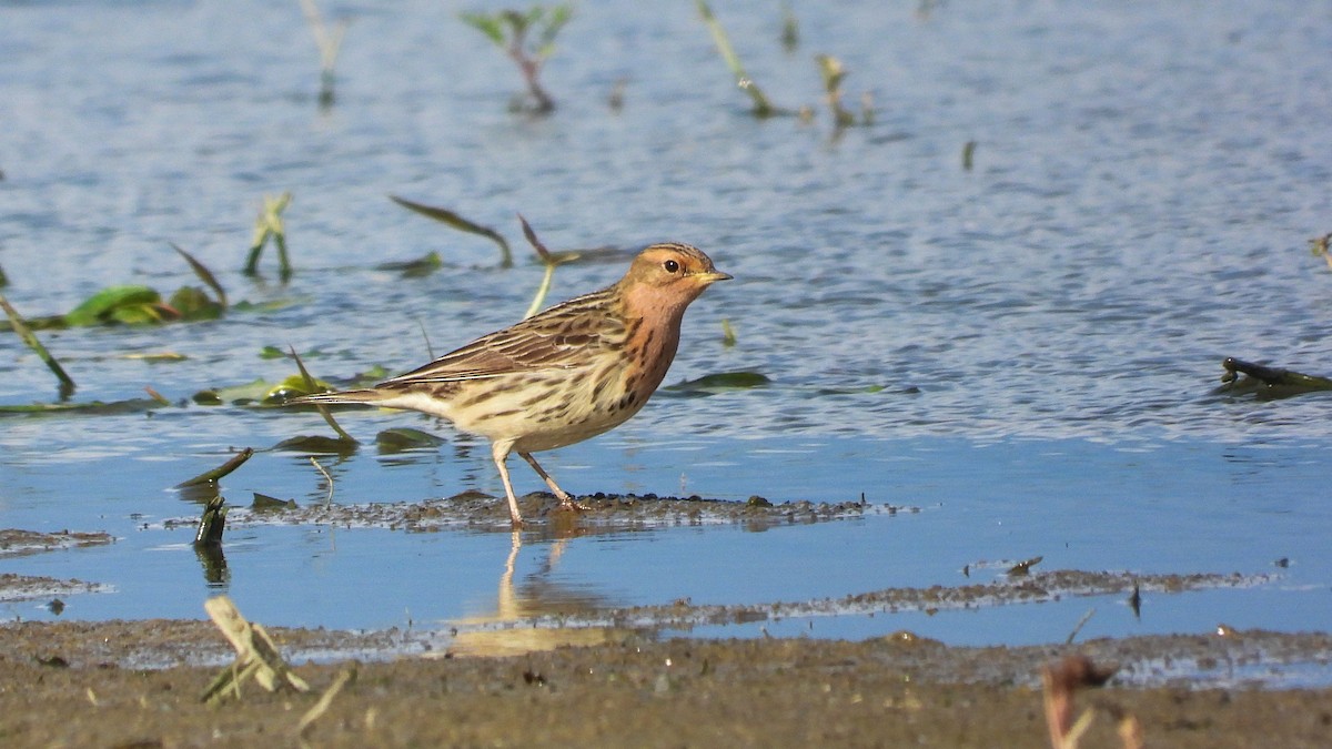 Red-throated Pipit - ML618360741