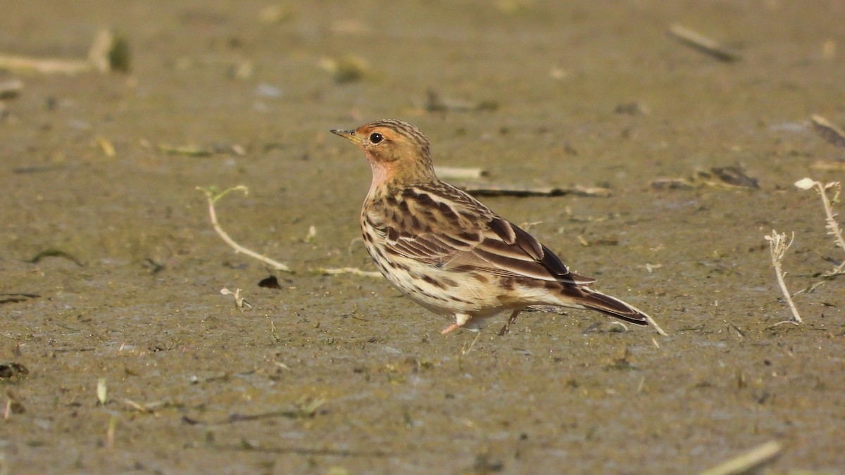 Red-throated Pipit - ML618360742