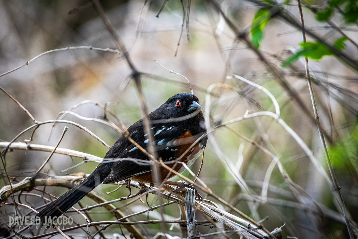 Spotted Towhee - ML618360744