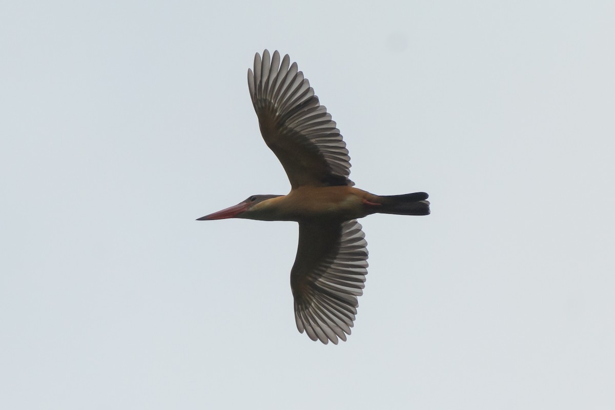 Stork-billed Kingfisher - ML618360749