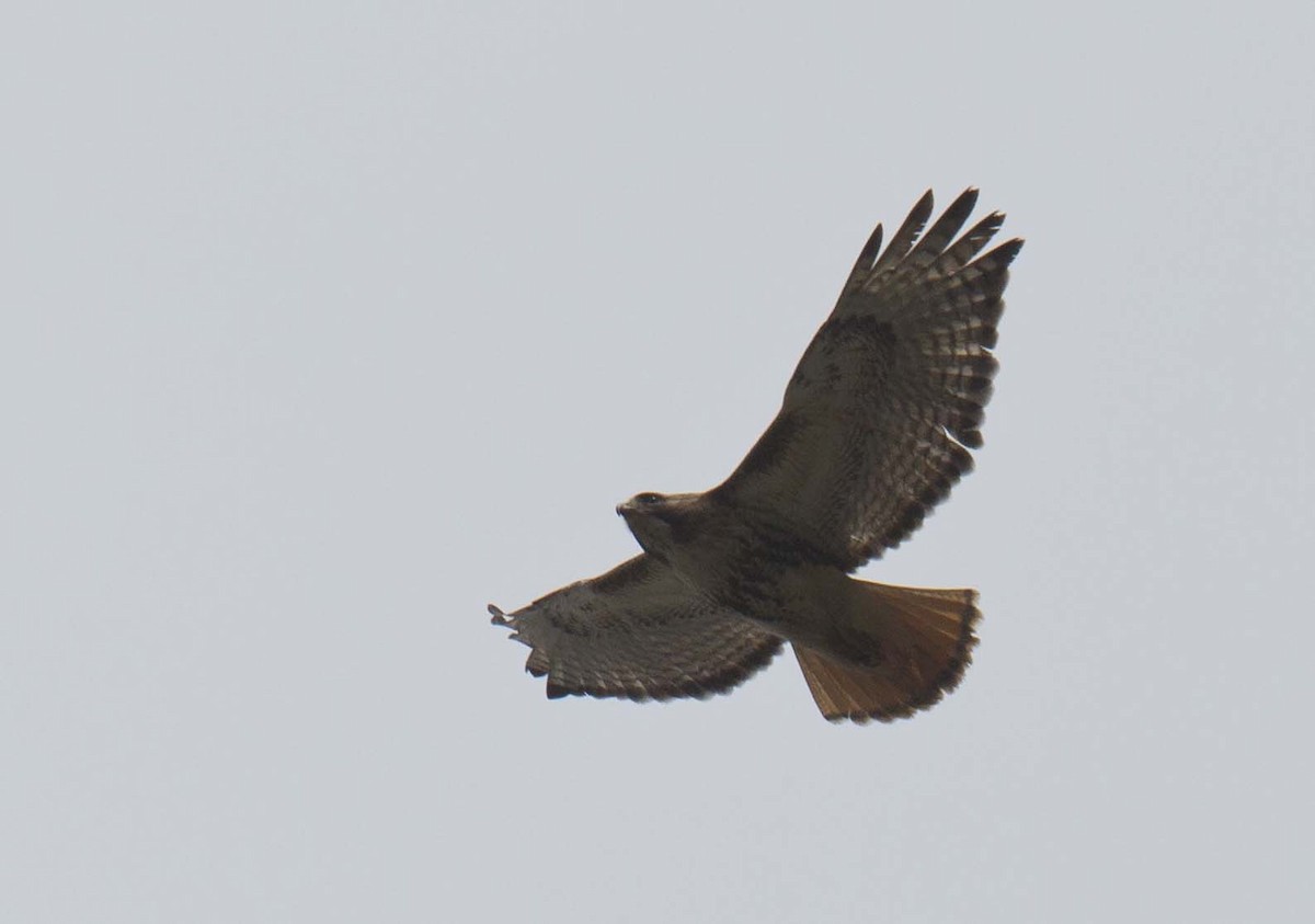 Red-tailed Hawk - ML618360757
