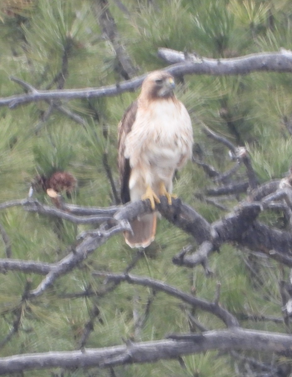 Red-tailed Hawk - ML618360785