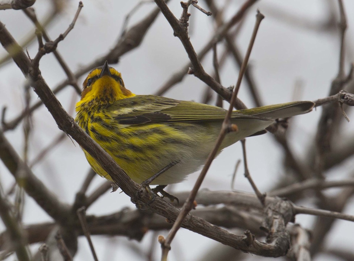 Cape May Warbler - ML618360793