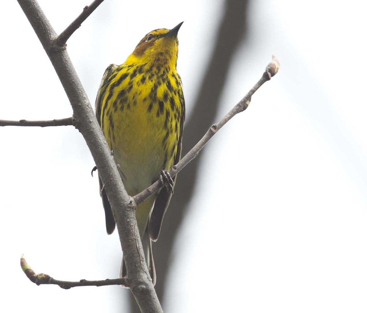 Cape May Warbler - ML618360794