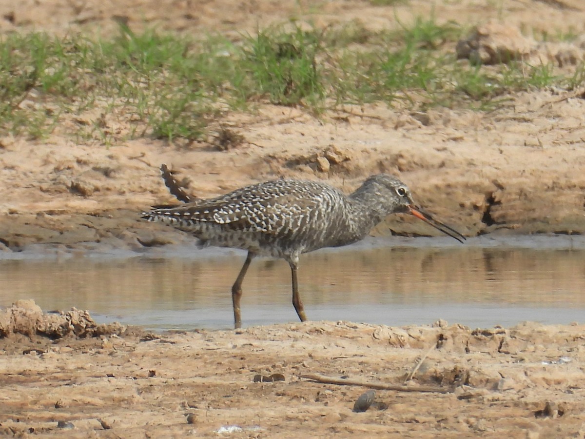 Spotted Redshank - ML618360845