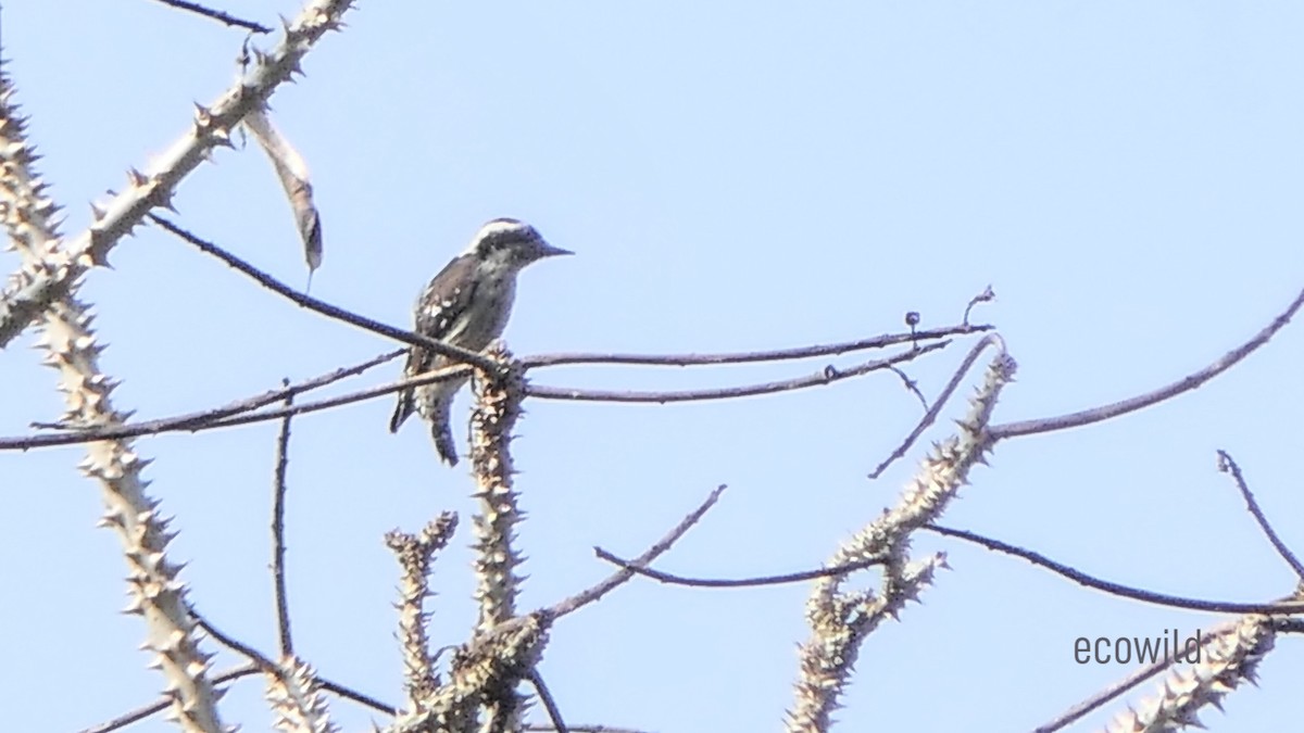 Brown-capped Pygmy Woodpecker - ML618360857