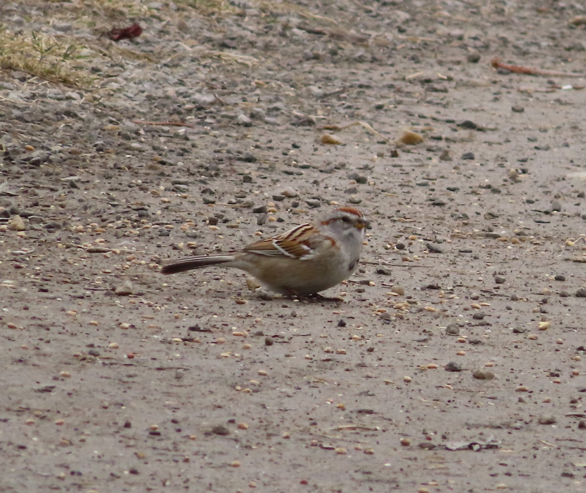 American Tree Sparrow - ML618360881