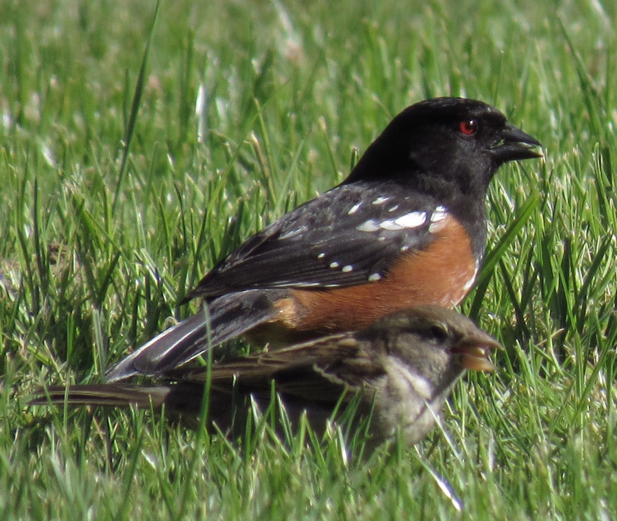 Spotted Towhee - damon taylor