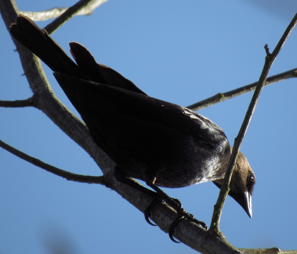Brown-headed Cowbird - ML618360900