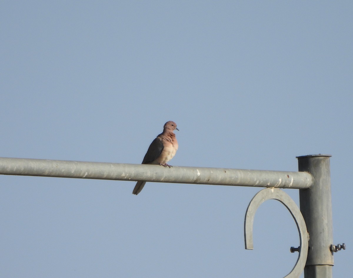 Laughing Dove - ML618360970