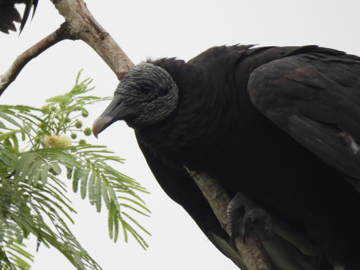 Black Vulture - ML618360976