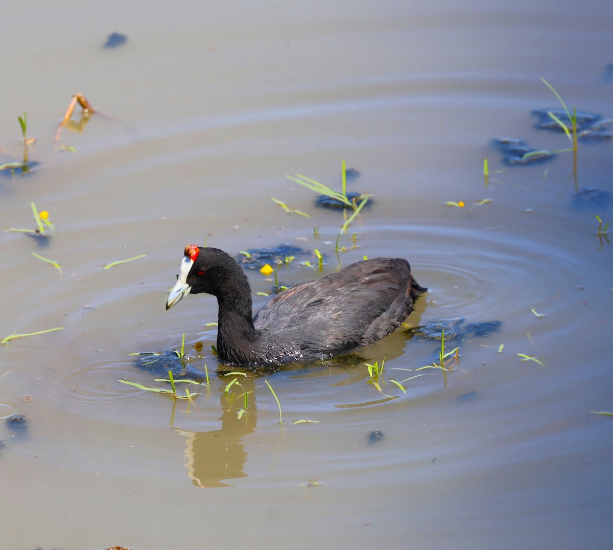 Red-knobbed Coot - Sita Susarla