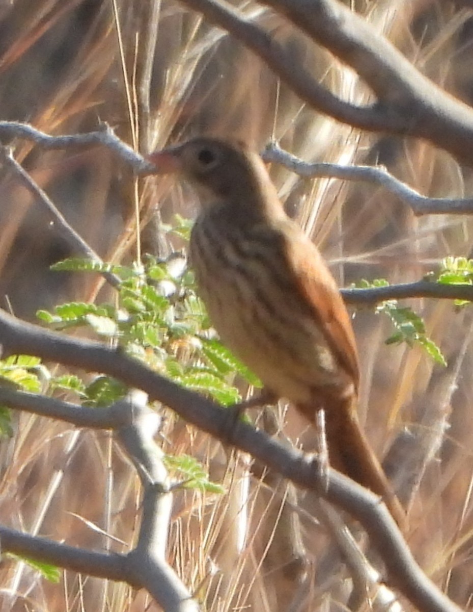 Crested Bunting - ML618361050