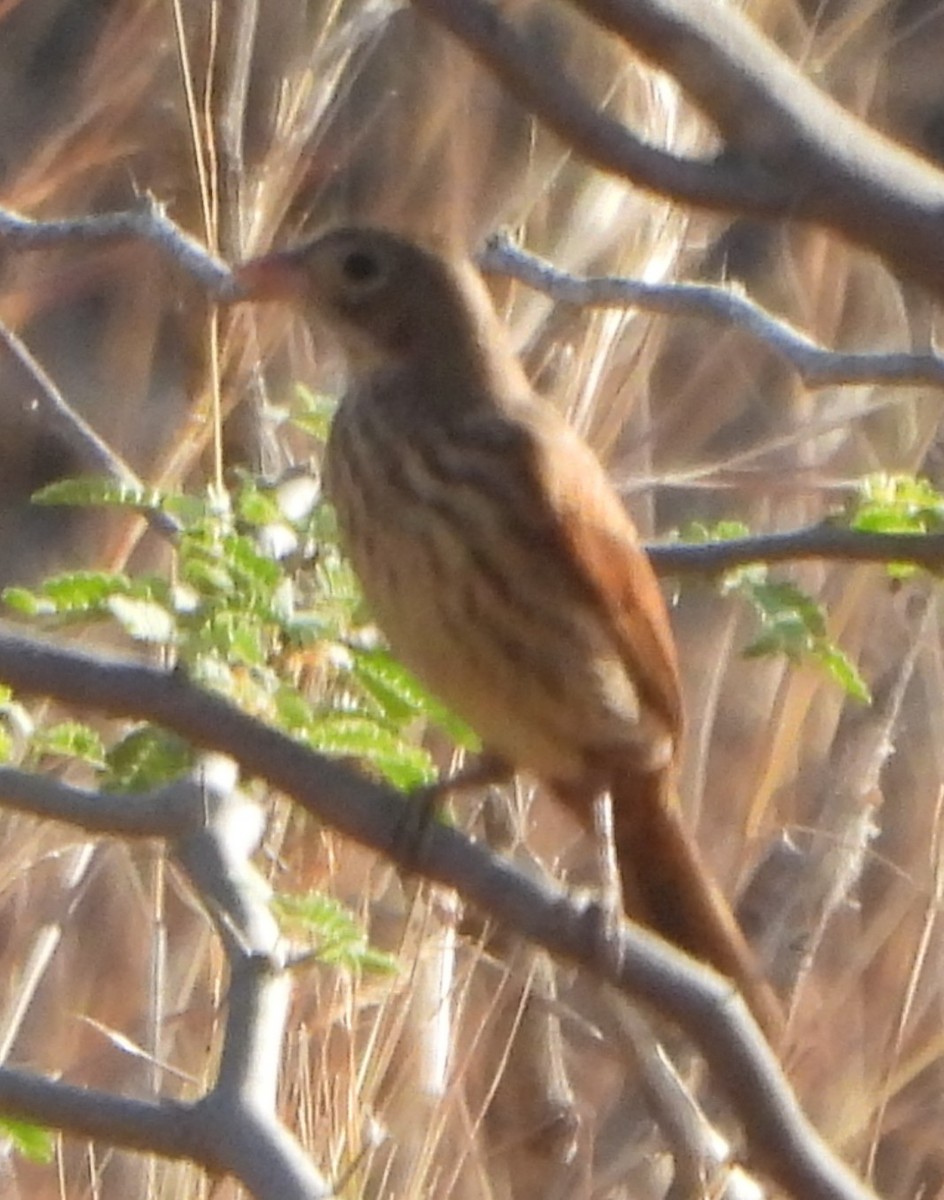 Crested Bunting - ML618361051