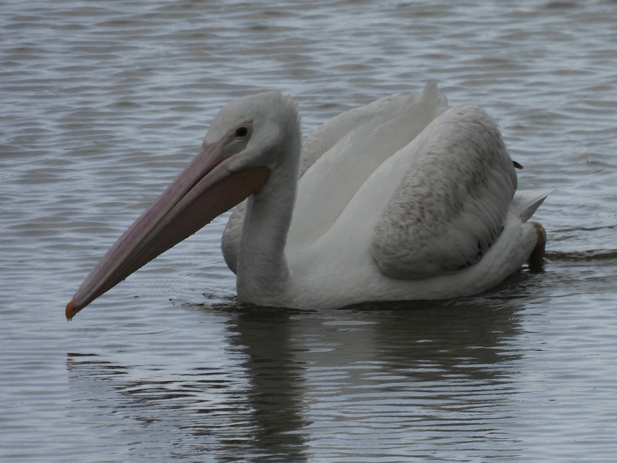 pelikán severoamerický - ML618361100