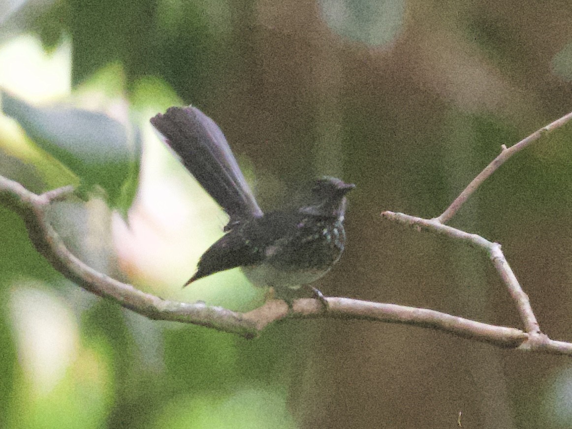 Spotted Fantail - ML618361117
