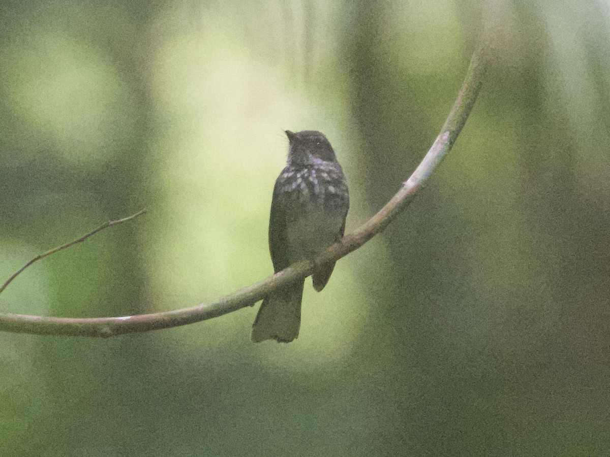 Spotted Fantail - ML618361118