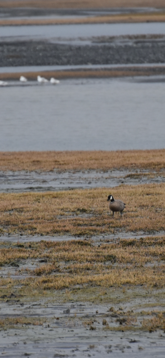 Cackling Goose (Aleutian) - ML618361122