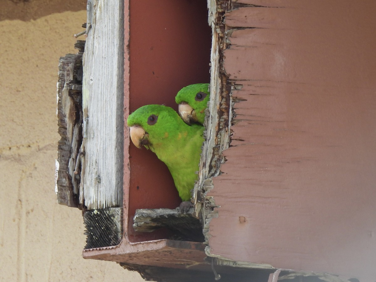 Green Parakeet - ML618361135
