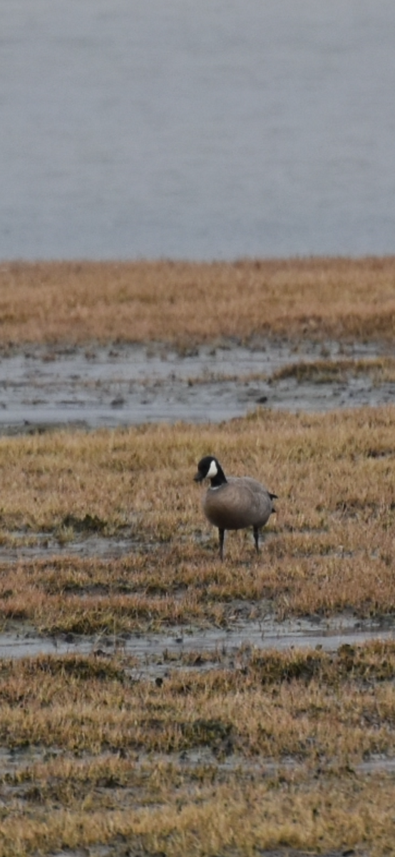 Cackling Goose (Aleutian) - ML618361182