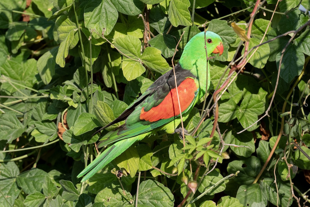 Red-winged Parrot - ML618361183