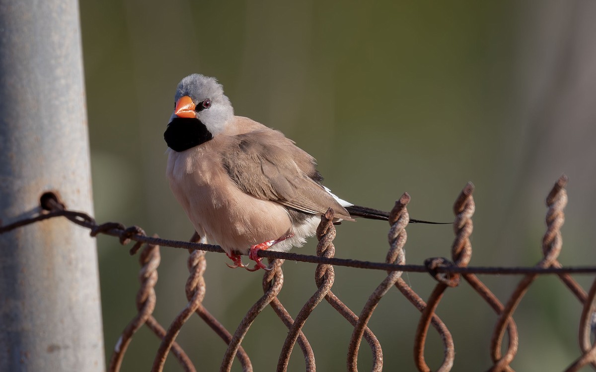 Long-tailed Finch - Philip Griffin