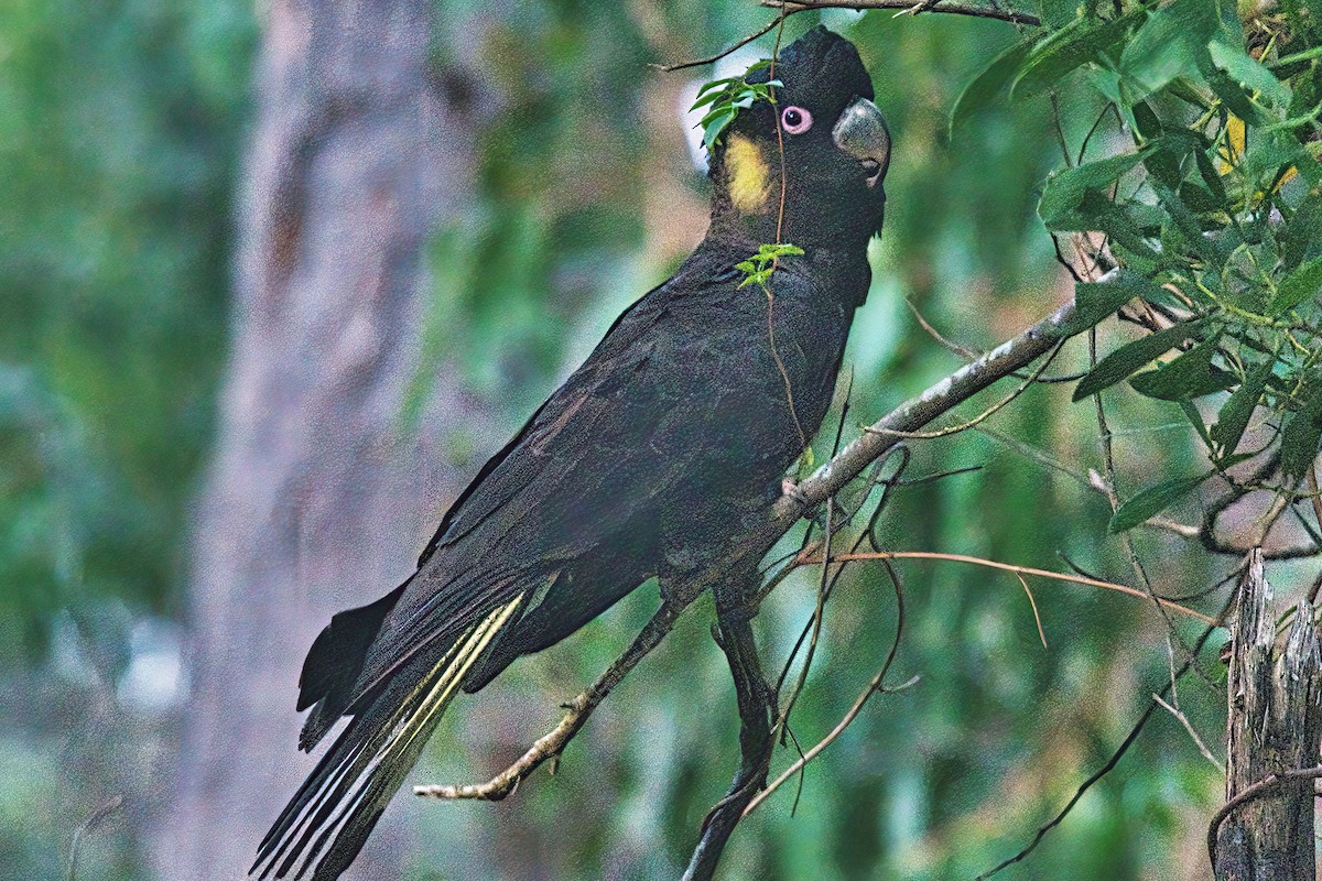 Yellow-tailed Black-Cockatoo - ML618361203