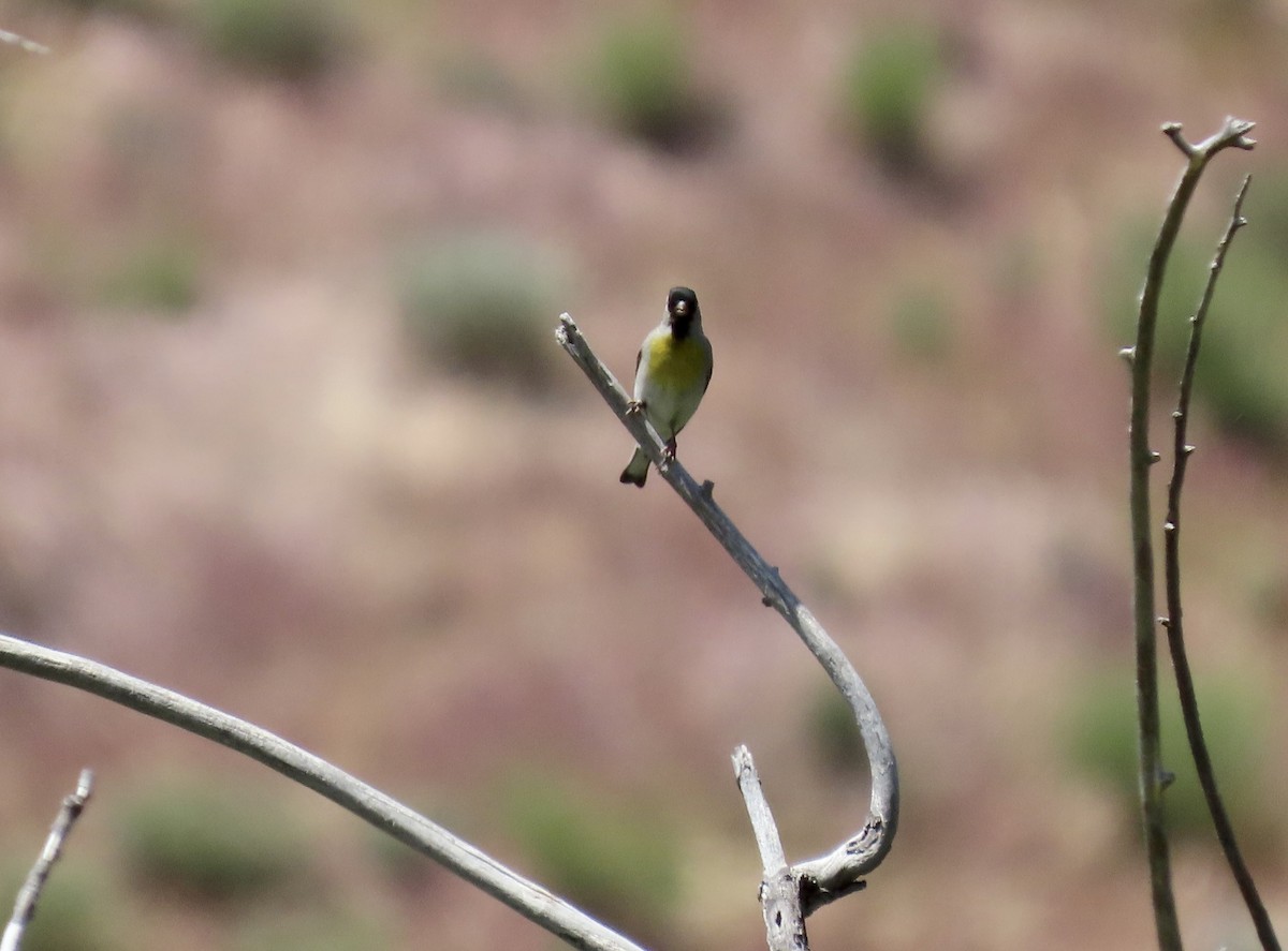 Lawrence's Goldfinch - ML618361240