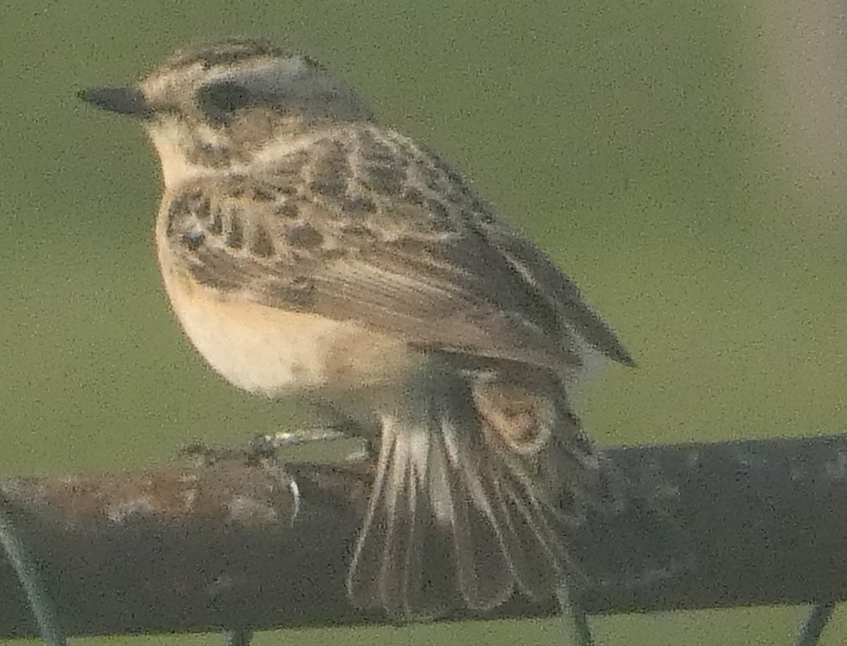 Whinchat - ML618361259