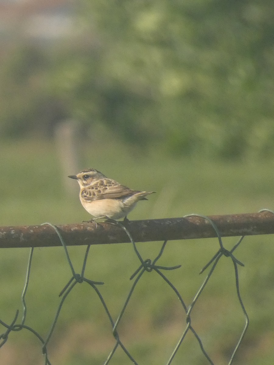 Whinchat - ML618361260