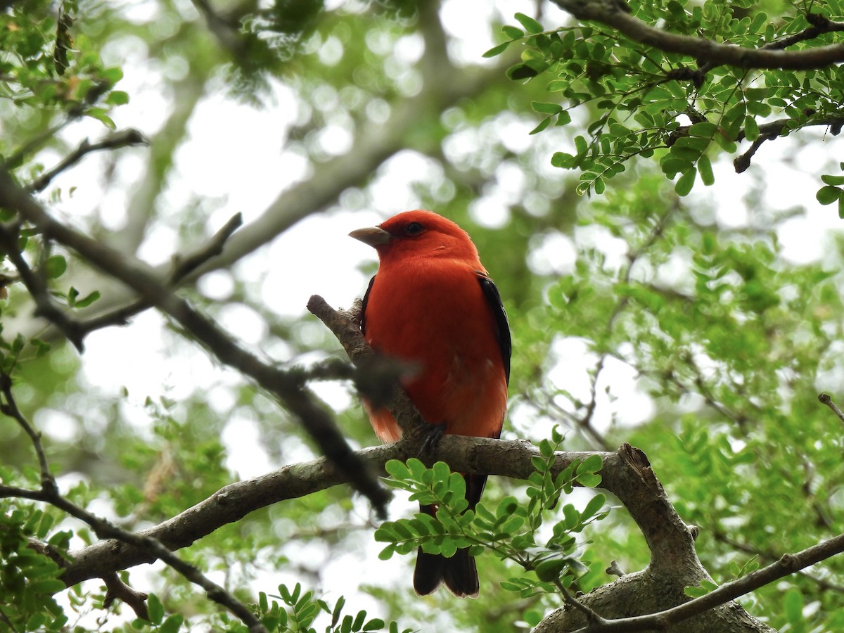 Scarlet Tanager - ML618361320