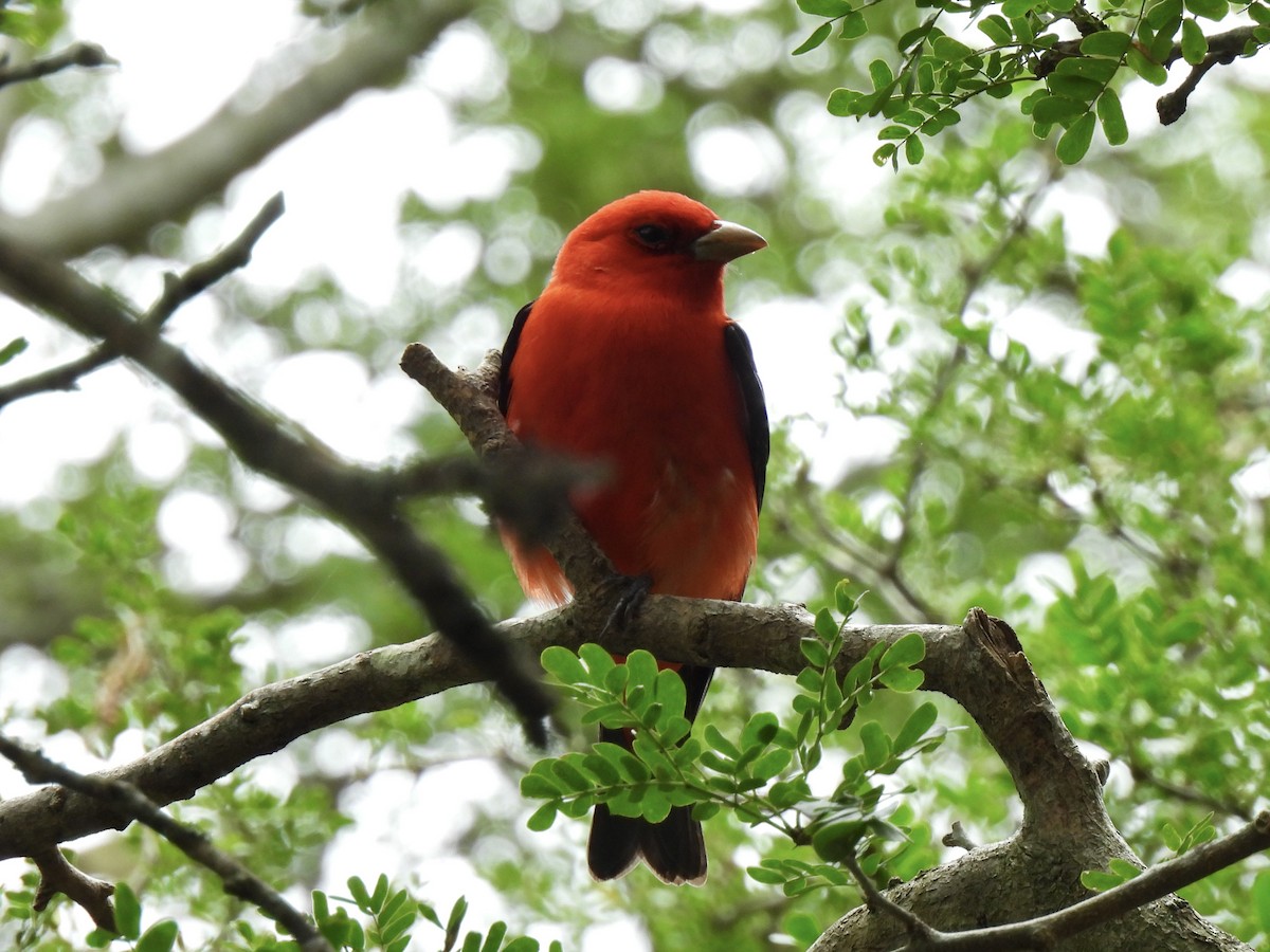 Scarlet Tanager - ML618361321